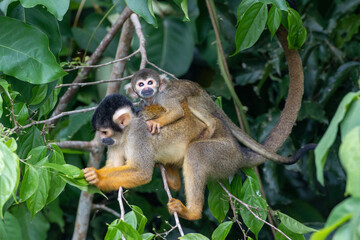 Naklejka na ściany i meble Lago Sandoval in Peru's Tambopata National Reserve: squirrel monkey baby (Saimiri boliviensis)) 