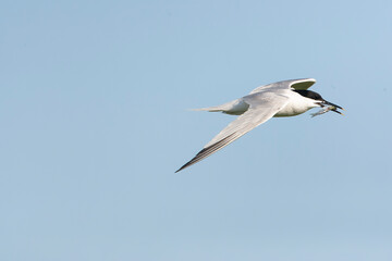 Sandwich Tern, Thalasseus sandvicensis