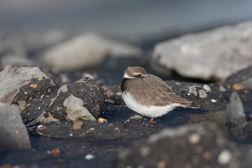 Common Ringed Plover, Charadrius hiaticula