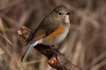 Red-flanked Bluetail, Tarsiger cyanurus