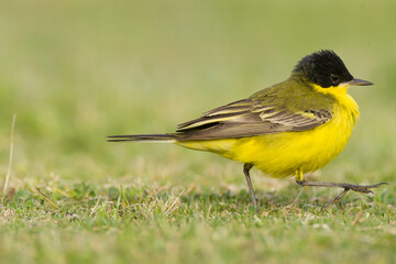 Black-headed Wagtail, Motacilla feldegg