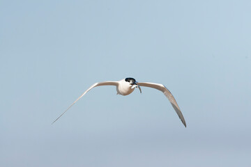 Sandwich Tern, Thalasseus sandvicensis