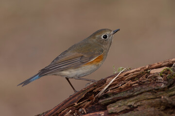 Fototapeta premium Red-flanked Bluetail, Tarsiger cyanurus