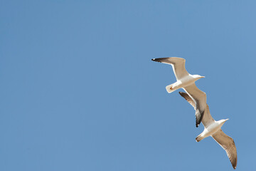  Baltic Gull, Larus fuscus fuscus