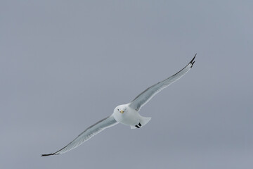 Black-legged Kittiwake, Rissa tridactyla