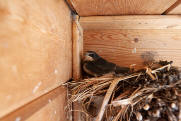 Barn Swallow, Hirundo rustica