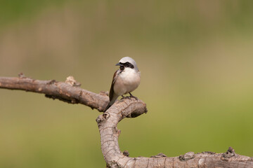 Red-backed Shrike, Lanius collurio