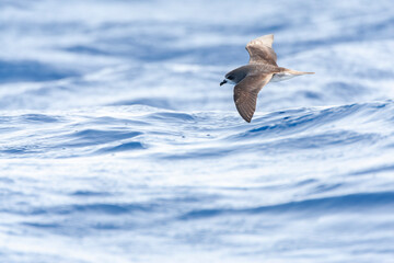 Desertas Petrel, Pterodroma deserta
