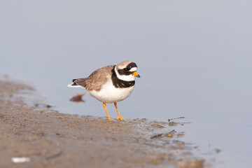 Common Ringed Plover, Charadrius hiaticula