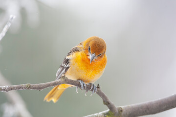 Baltimore Oriole, Icterus galbula