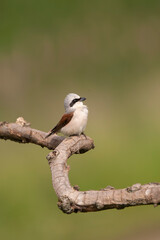 Red-backed Shrike, Lanius collurio