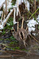 Jack Snipe, Lymnocryptes minimus