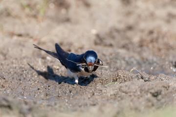 Barn Swallow, Hirundo rustica