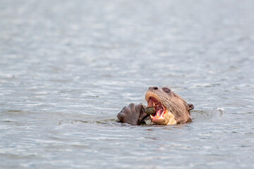 Obraz premium Lago Sandoval in Peru's Tambopata National Reserve: Giant Otter (Pteronura brasiliensis) feeding on fish