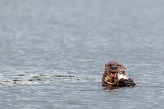 Lago Sandoval in Peru's Tambopata National Reserve: Giant Otter (Pteronura brasiliensis) feeding on fish