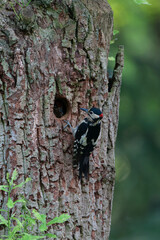 Fototapeta premium Great Spotted Woodpecker, Dendrocopos major pinetorum