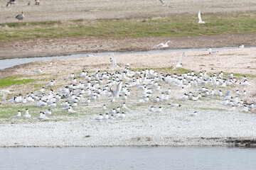Sandwich Tern, Thalasseus sandvicensis