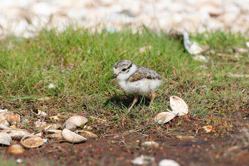 Common Ringed Plover, Charadrius hiaticula