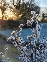 Variety of plants frozen and closeup pictures of ice and frost on a winters morning
