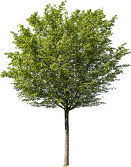 Freistehender Baum mit grünen Blättern - obrazy, fototapety, plakaty