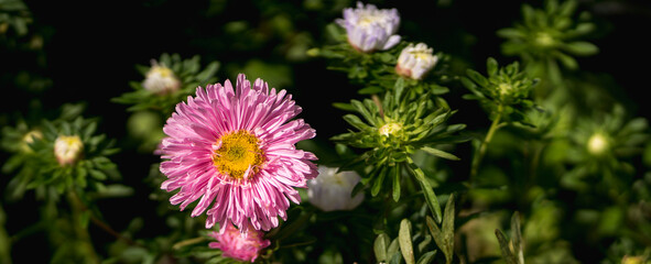A red aster flower with a yellow center on a blurred background of green aster buds. Focus selected.