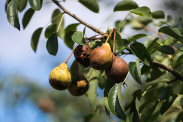 Damaged pears in tree branches, focus selected. Blue sky background.