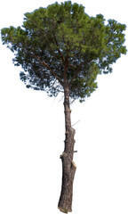 Freistehender Pinienbaum mit grünen Nadeln