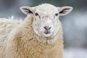Domestic sheep close-up portrait on the winter pasture covered by snow. Livestock on small farm in Czech republic countryside. 