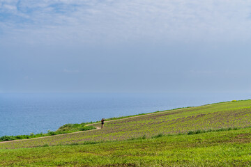 Fototapeta premium Woman walking past the corn fields along the Cantabrian coast at Ribamontán al Mar, Cantabria, Spain