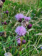 Various Plants, Flowers and Trees from the English countryside and gardens