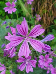 Various Plants, Flowers and Trees from the English countryside and gardens