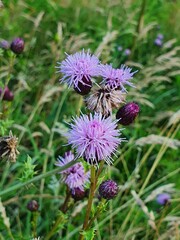 Various Plants, Flowers and Trees from the English countryside and gardens