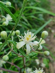 Various plants and flowers