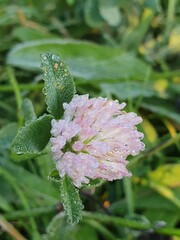 Various plants and flowers