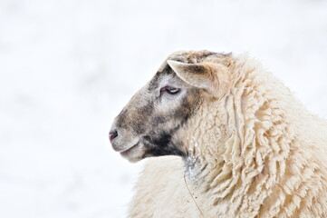 Domestic sheep close-up portrait on the winter pasture covered by snow. Livestock on small farm in...