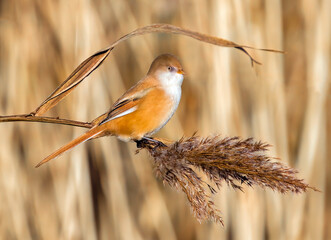 Bearded Reedling, female