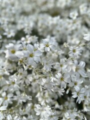white flowers