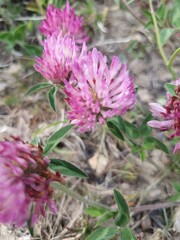 Various Plants, Flowers and Trees from the English countryside and gardens