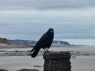 Crow on a Groyne on Bexhill Beach, East Sussex, England