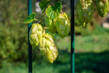 Cones of ripening hops curl on an iron fence. Close-up