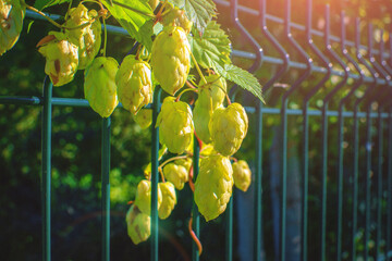 Green hops grow and twine around an iron fence against the backdrop of the sun's rays. Using a hop plant in landscape design as a green fence.