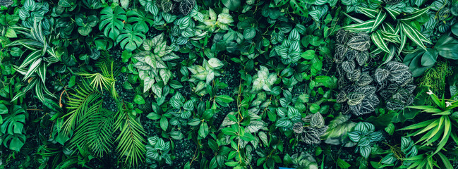 Close up group of background tropical green leaves texture and abstract background. Tropical leaf...