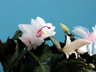 christmas cactus - schlumbergera potted plant blossoming