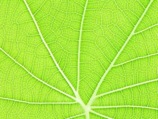 Obraz premium Green leaf background