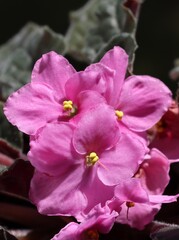 pink flowers of Saintpaulia ionantha potted plant