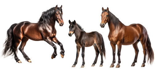 Group of bay horses: mare, stallion and foal, animal family isolated on transparent background. PNG clip art elements.