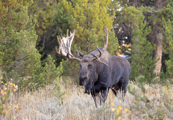 Bull Moose in Autumn in Grand Teton National Park Wyoming