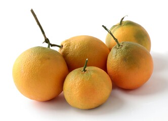 delicious,sweet and juicy oranges close up