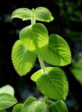 green,fragrant plant Plectranthus argentatus