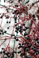 Parthenocissus quinquefolia climbing plant with corymbs of blue fruits at autumn